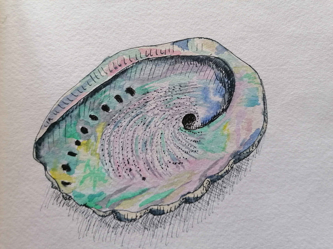 Abalone Shell