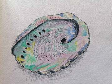 Abalone Shell