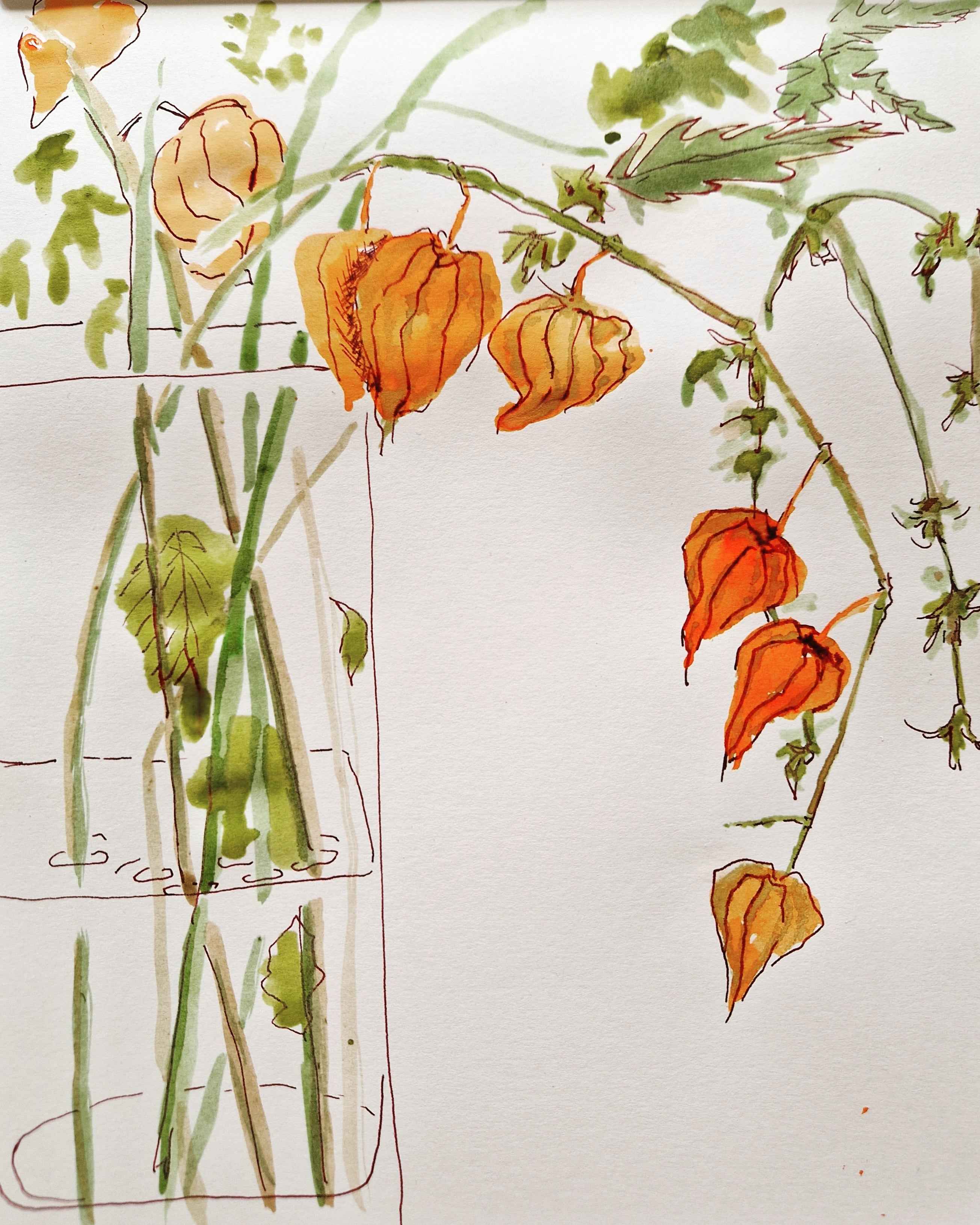 Physallis &nbsp;in a clear vase